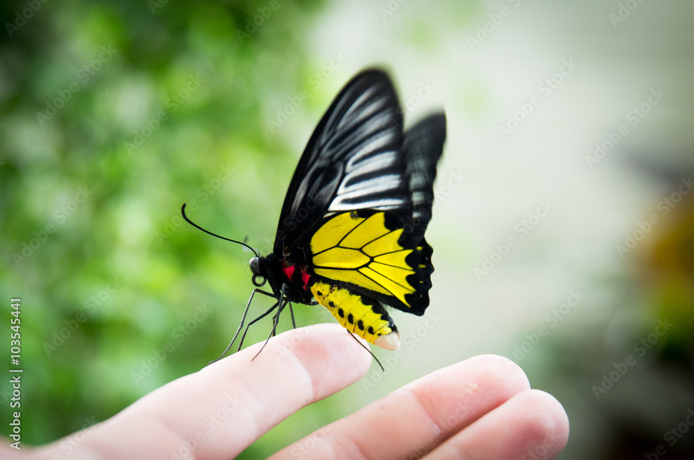 Fototapeta premium Beautiful butterfly sits on a hand