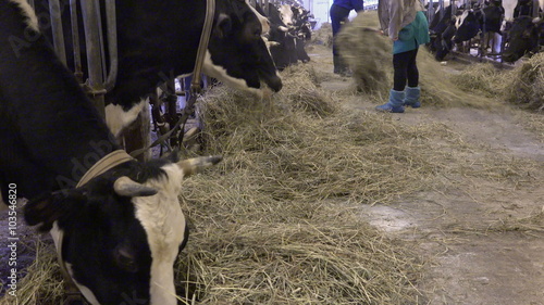 Man and woman scatter hay right and left to feed the cows