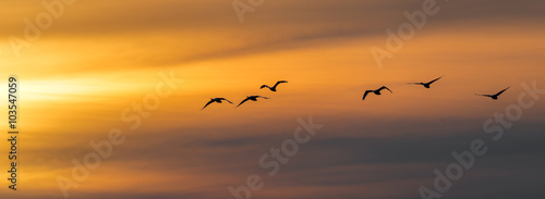 Vogel Vögel Singschwäne - Flug zum Sonnenuntergang