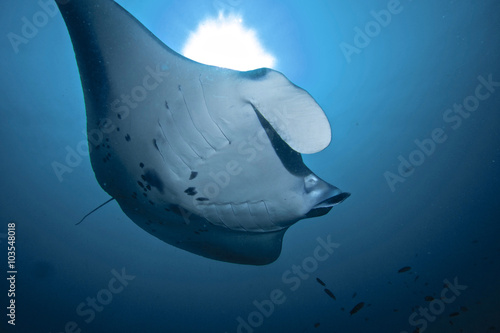 A RAY OF MANTA /  Manta rays after eating plankton, like to get clean by little fish call: cleaner wrasse. © SebastianPeña