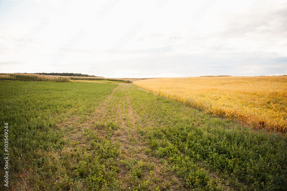 Obraz premium Summer landscape with road and field of wheat