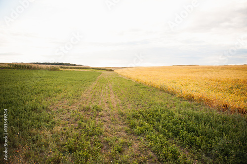 Summer landscape with road and field of wheat