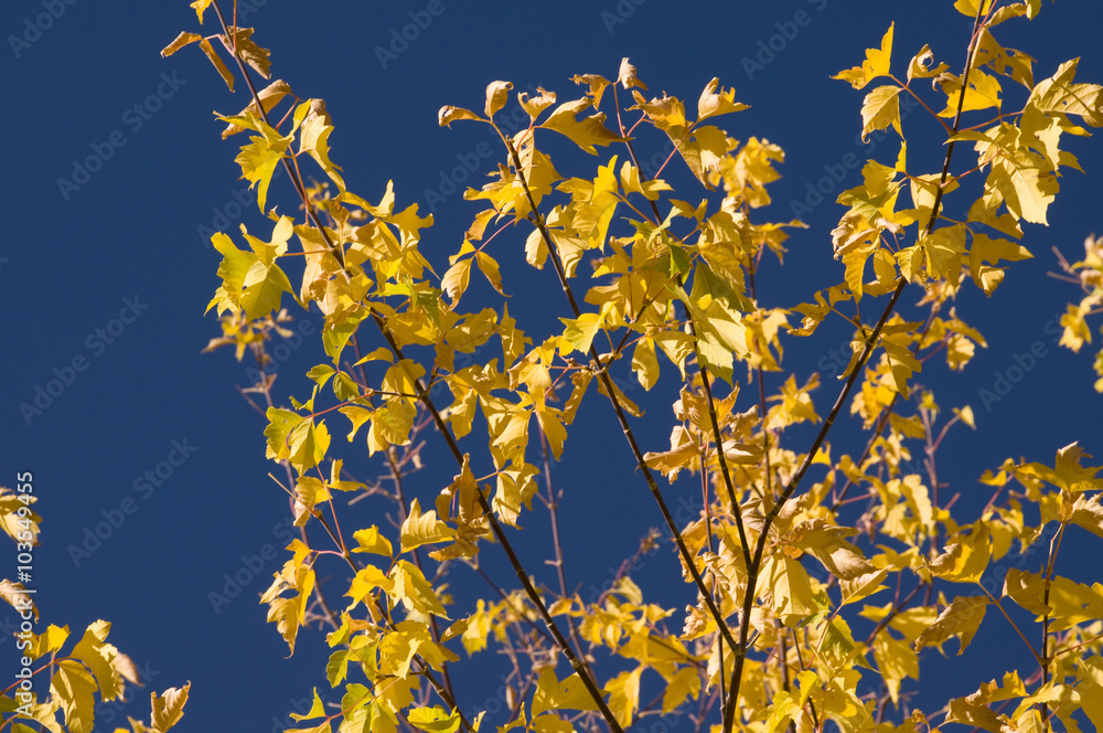fall leaves against a blue sky fall leaves against a blue sky