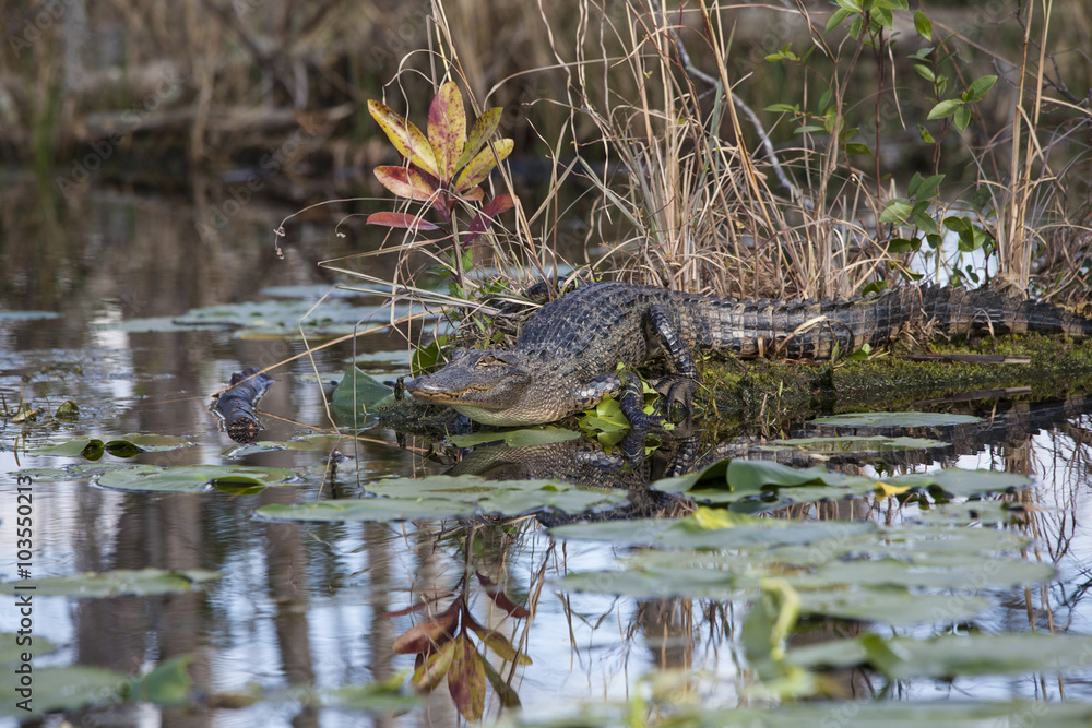 American alligator in natural habitat American alligator in natural habitat