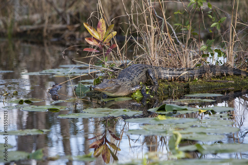 American alligator in natural habitat