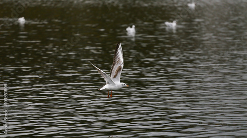 Lachmöwe im Flug © Alexander von Düren