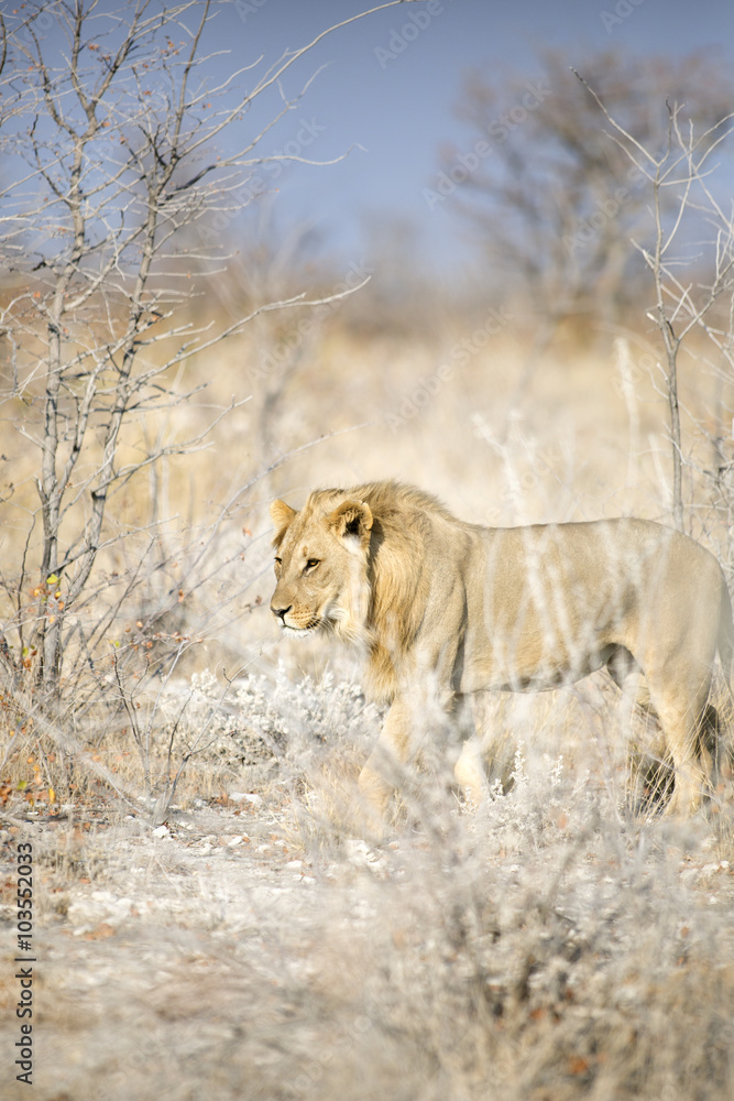 Naklejka premium Young male lion