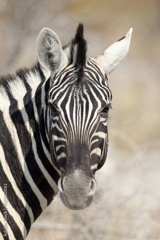 Naklejka premium Zebra head