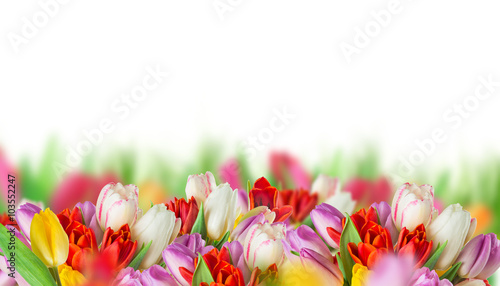 Fototapeta Naklejka Na Ścianę i Meble -  Colorful tulips on white background.