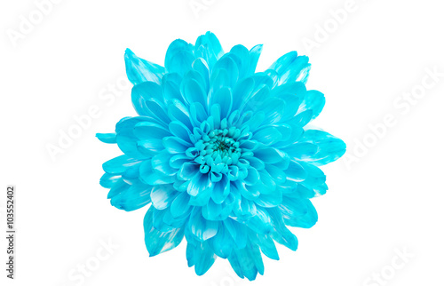 blue chrysanthemum flowers © ksena32