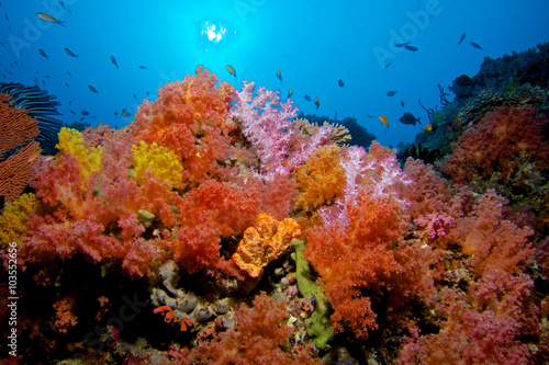Photo CORAL GARDEN / Soft corals are tone of the most colorful colonies on the sea, yo