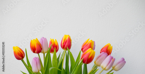 Fototapeta Naklejka Na Ścianę i Meble -  Pink red and yellow Tulips
