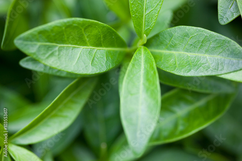 Green leaves of the vinca