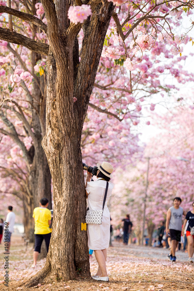 Traveler taking a photo of cherry blossoms tree on vacation