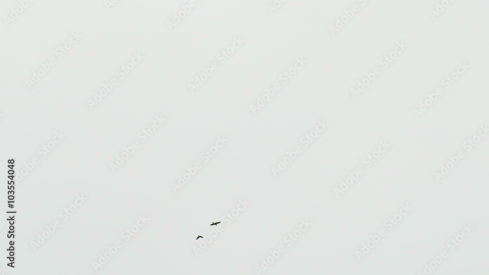 Two flying crows isolated against white background Two flying crows isolated against white background