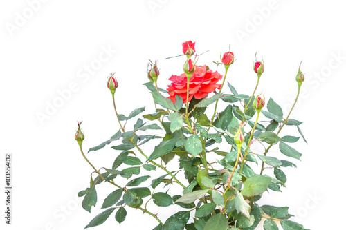 Red rose flower on branch and leaf isolated on white