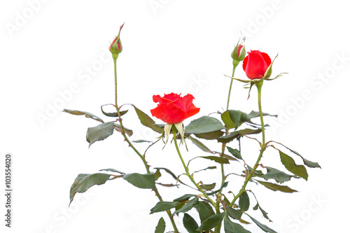 Red rose flower on branch and leaf isolated on white