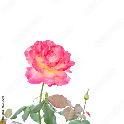 Pink rose flower on branch and leaf isolated on white