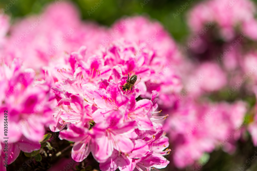azalea blossom in garden