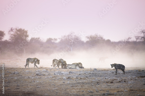 Fototapeta Naklejka Na Ścianę i Meble -  Lions on a kill in Etosha National Park.