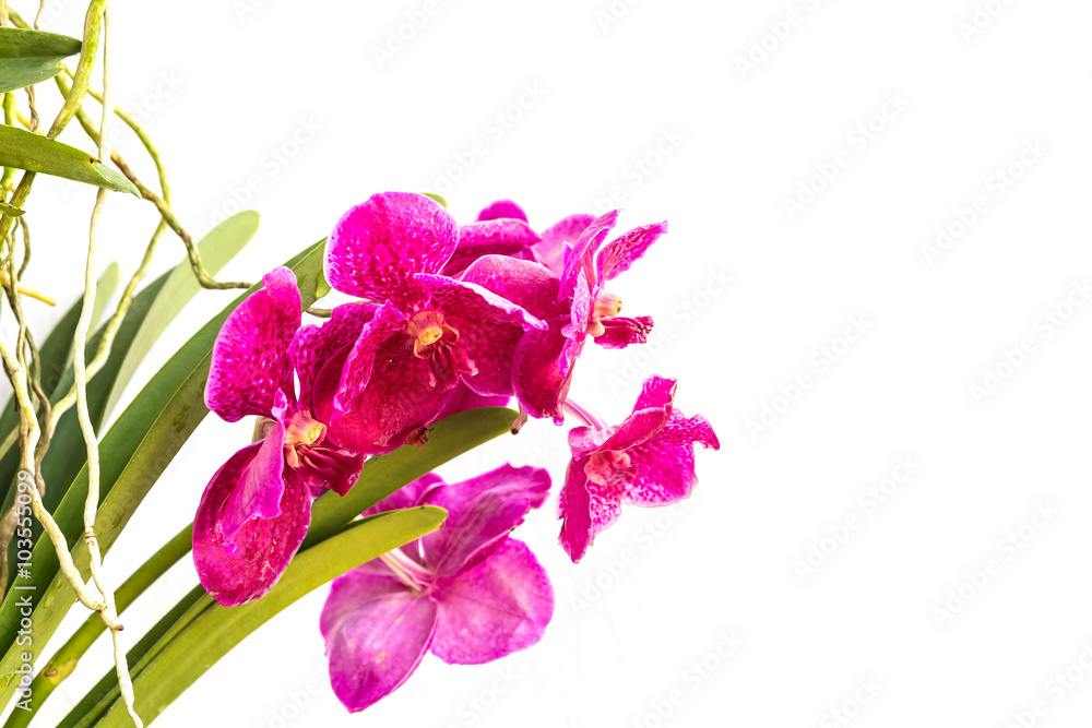 Fototapeta premium Close up pink orchid isolated on white