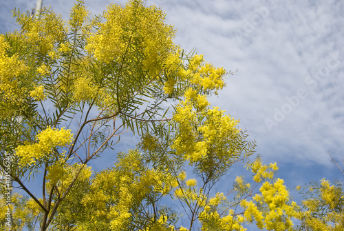 Bunch of mimosa flowers women's day