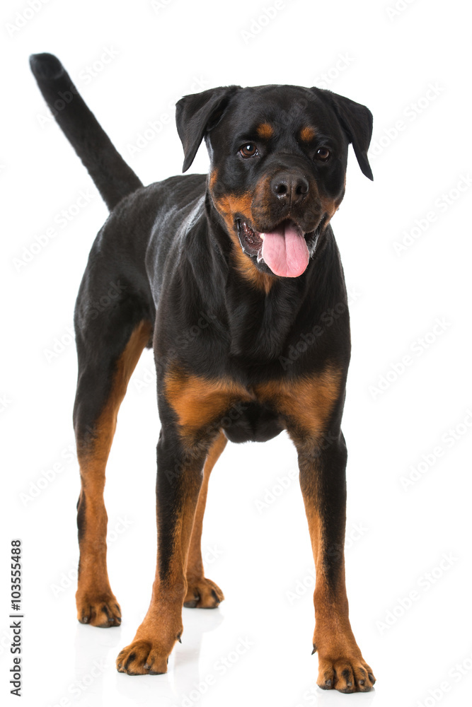 Rottweiler