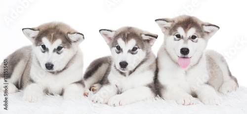 Animals. Three puppy Husky white isolated 
