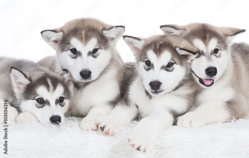 Animals. Four puppy Husky white isolated! Animals. Four puppy Husky white isolated!