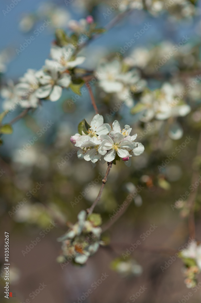 flowering trees in the spring. cherry berry