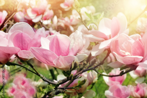 magnolia tree blossom © Alina G