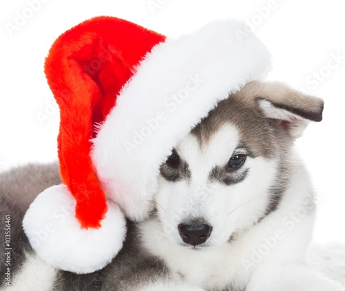 Animals. One puppy Husky white isolated  Christmas hat 