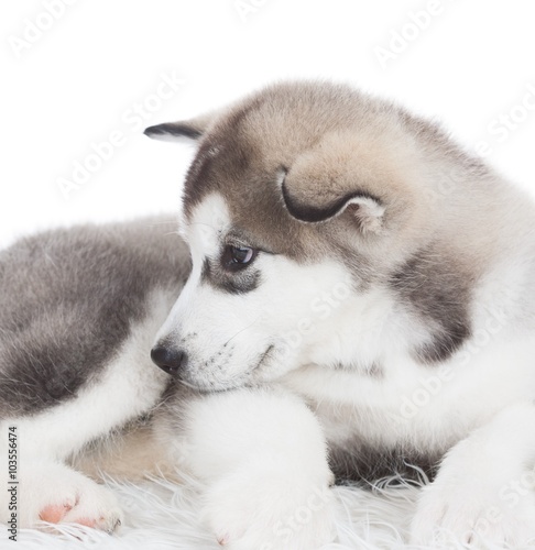 Animals. One puppy Husky white isolated!