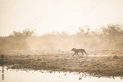 Fototapeta Naklejka Na Ścianę i Meble -  Young male lion in Etosha National Park.