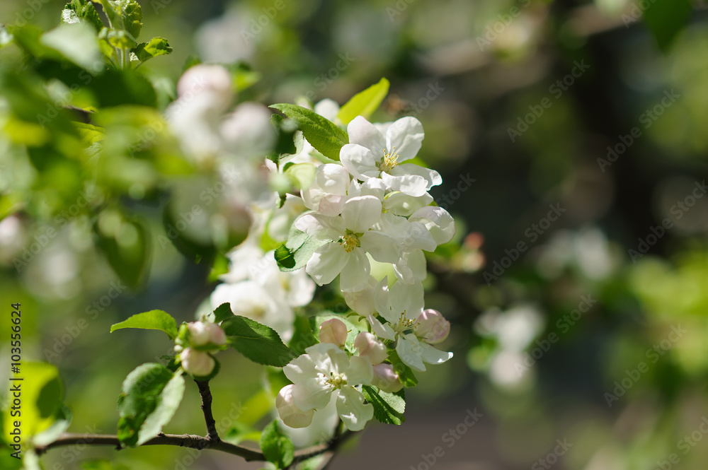 Blooming twigs in spring. Blooming twigs in spring.