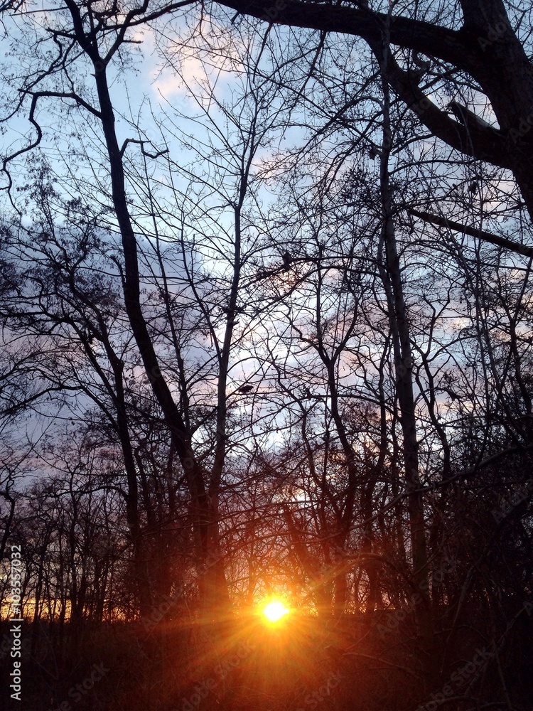 Forest sunshine Forest sunshine