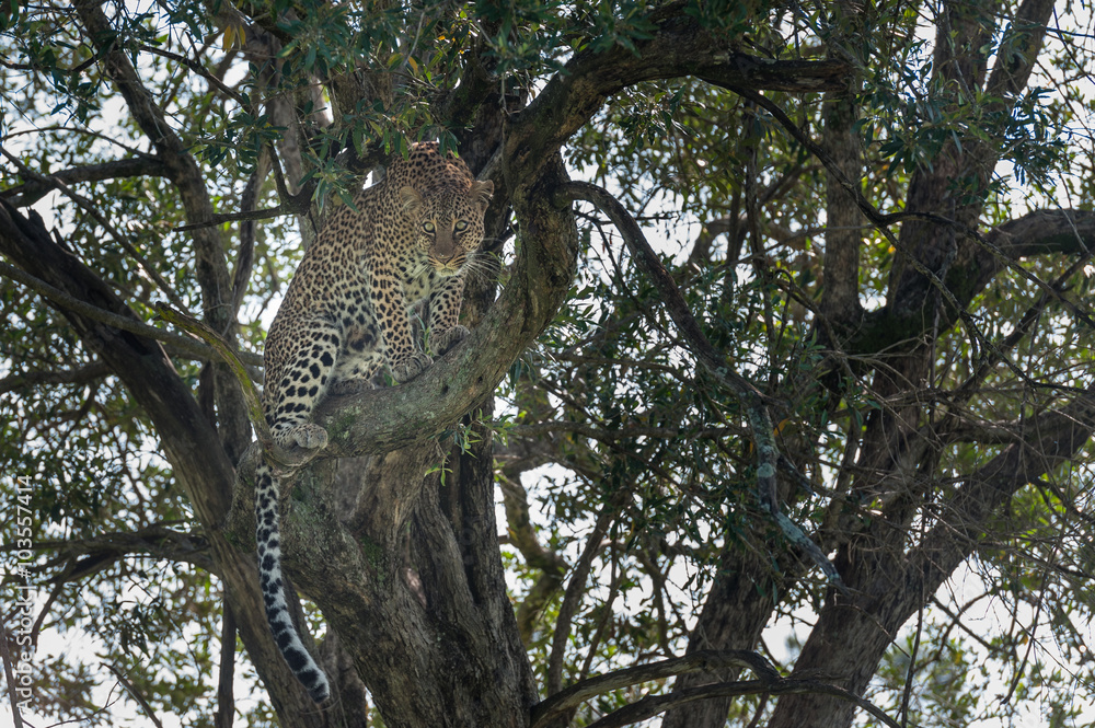 Obraz premium Leopard