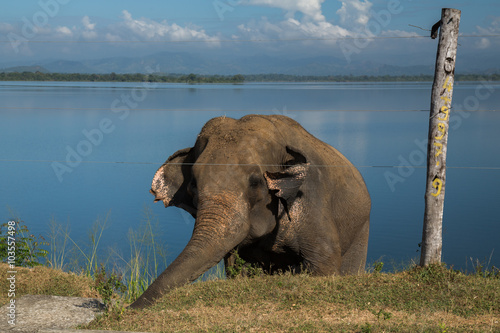 Grazing elephant photo