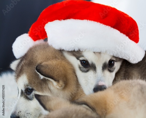 Animals. Two puppy Husky white isolated, Christmas hat!