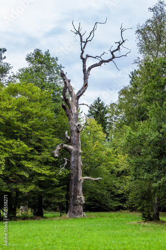 Alter rießiger toter Baum photo