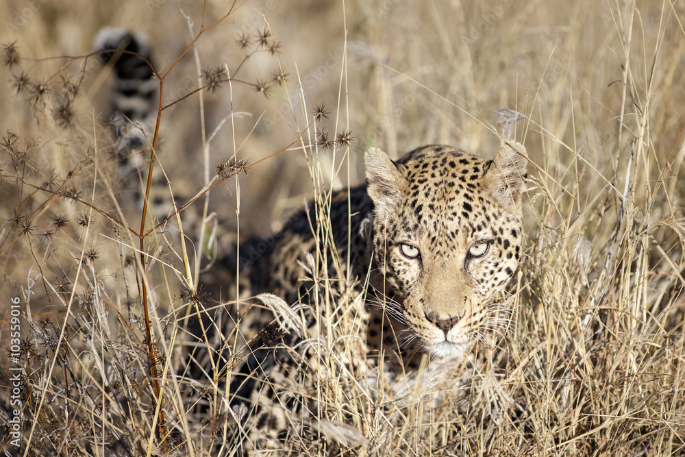 Obraz premium Leopard moving through the bushveld