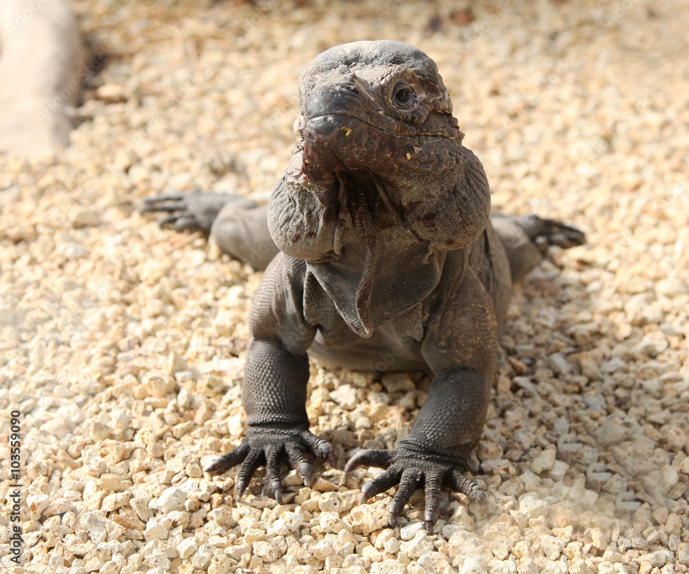 Obraz premium Cuban Iguana