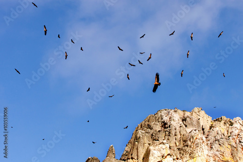 Tableau sur toile Flock of vultures flying