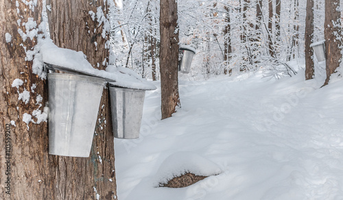 Maple syrup collection buckets along trails for a sugar shack in the Maple wooded winter forest.
