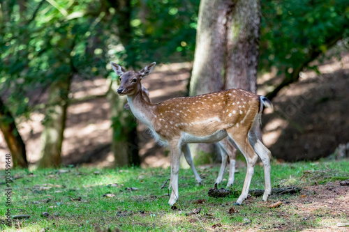 Junge Rehe im Wald