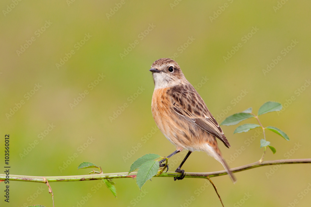Beautiful wild bird perched on a branch Beautiful wild bird perched on a branch