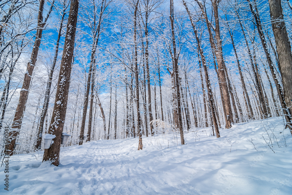 Fototapeta premium Maple syrup collection buckets along trails for a sugar shack in the Maple wooded winter forest.
