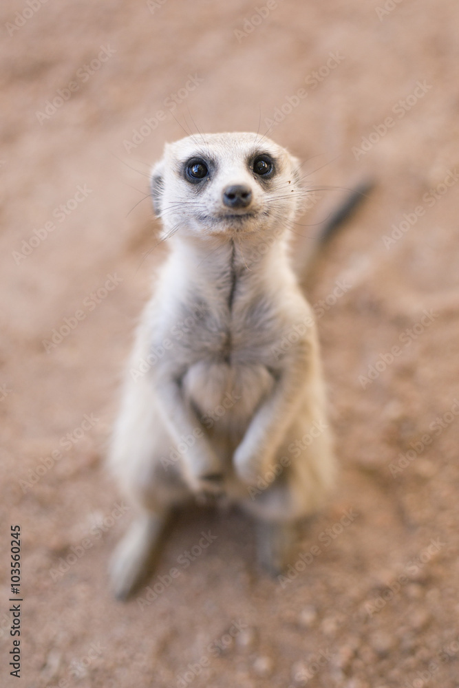 Inquisitive meerkat beside the road in the Kalahari Inquisitive meerkat beside the road in the Kalahari