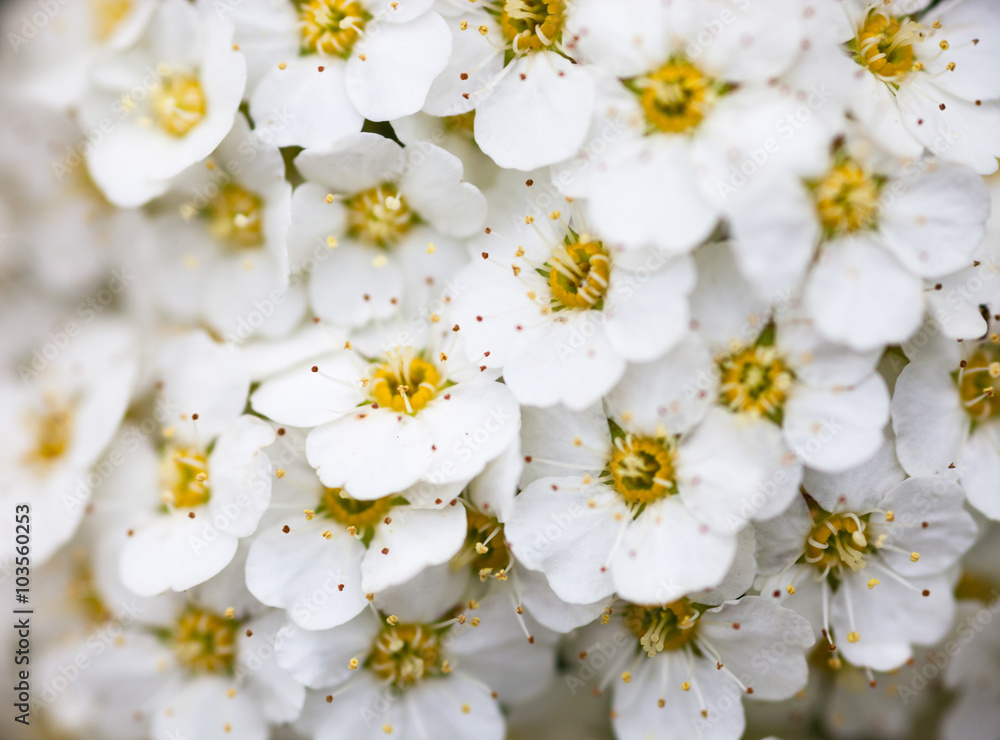 Fototapeta Białe kwiaty Spiraea