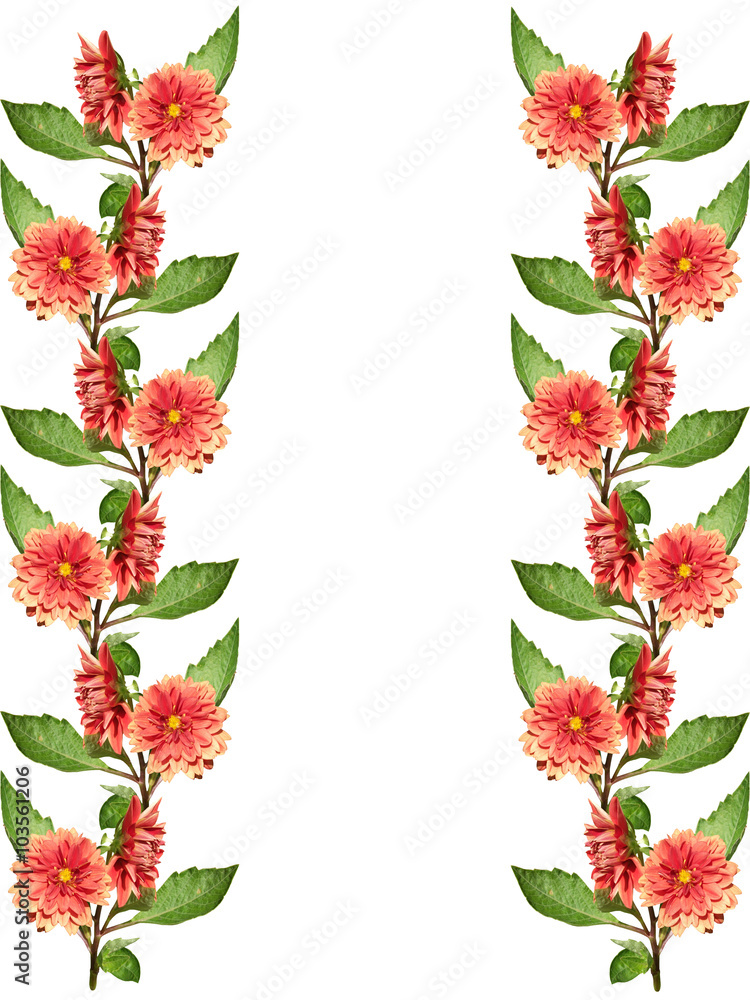 Red flower. Dahlia Red flower. Dahlia